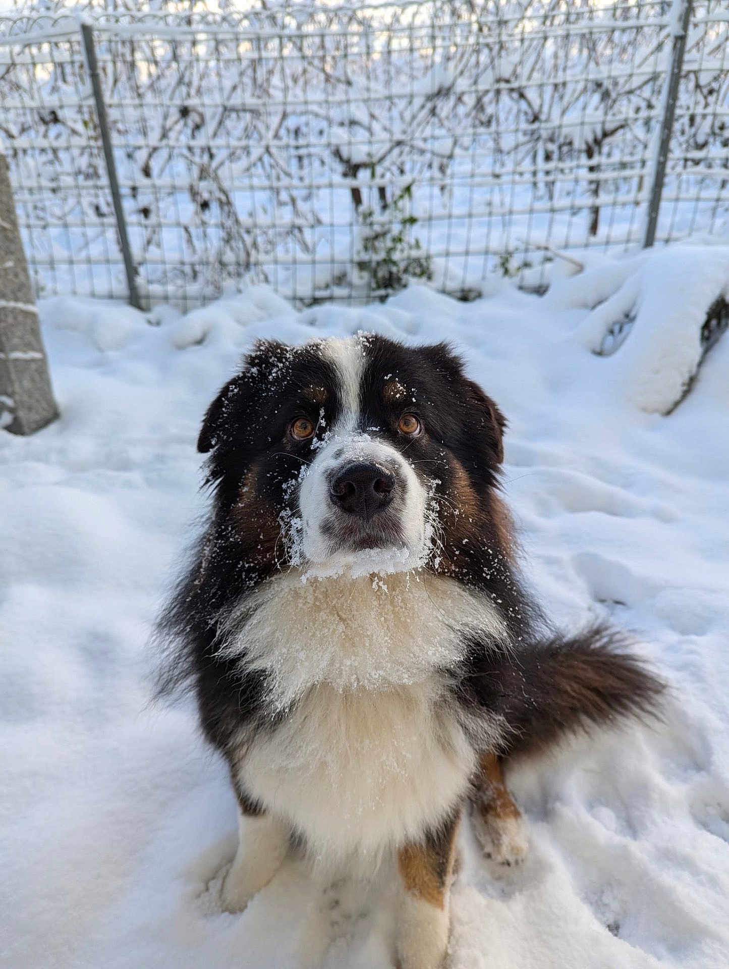 Tao a rejoint le concours — aidez-le/la à gagner de superbes lots ! dog, snow, outdoor, winter, fluffy, animal, pet, brown, black, white, fur, face, sitting, cold, nature, fence, eyes, portrait, cute, beard