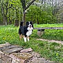 dog, grass, stone_wall, bench, tree, forest, greenery, spring, flower_petals, outdoor, nature, happy, animal, canine, moss, path, trunk, leaf, smiling, daylight