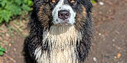 Tao a rejoint le concours — aidez-le/la à gagner de superbes lots ! dog, wet, outdoor, animal, fur, black, white, brown, portrait, nature, greenery, dirt, serious, sitting, pet, canine, eyes, closeup, daylight, muddy
