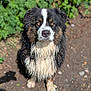 dog, wet, outdoor, animal, fur, black, white, brown, portrait, nature, greenery, dirt, serious, sitting, pet, canine, eyes, closeup, daylight, muddy