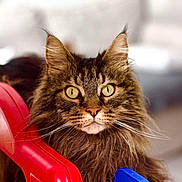 Végétaa a rejoint le concours — aidez-le/la à gagner de superbes lots ! abyssinian, angora, animal, blackcat, brasssection, cat, chair, furniture, horn, indoors, kitten, manx, musicalinstrument, pet, plastic, playarea, toy