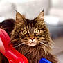 abyssinian, angora, animal, blackcat, brasssection, cat, chair, furniture, horn, indoors, kitten, manx, musicalinstrument, pet, plastic, playarea, toy
