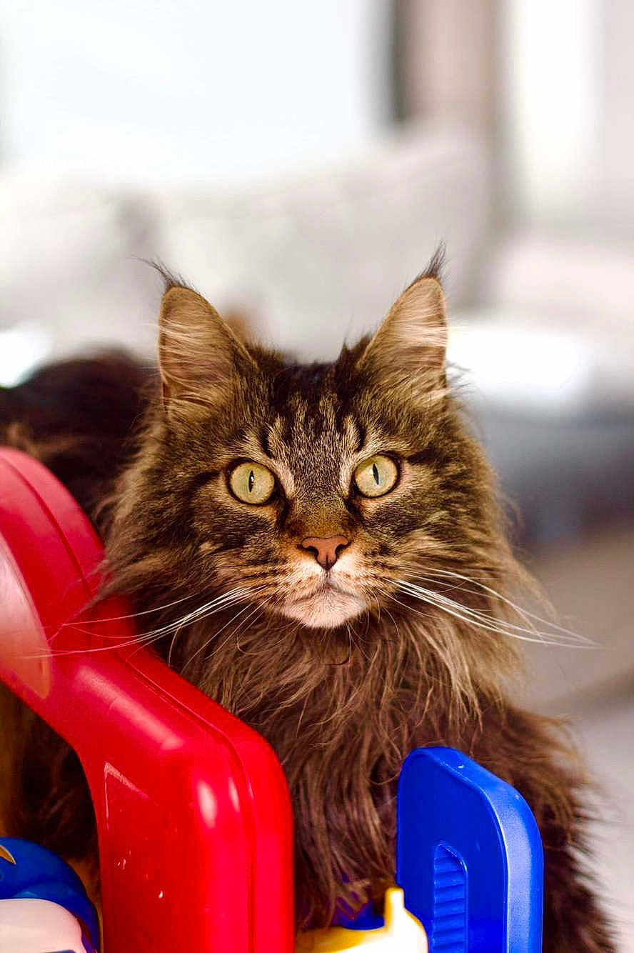 Végétaa a rejoint le concours — aidez-le/la à gagner de superbes lots ! abyssinian, angora, animal, blackcat, brasssection, cat, chair, furniture, horn, indoors, kitten, manx, musicalinstrument, pet, plastic, playarea, toy