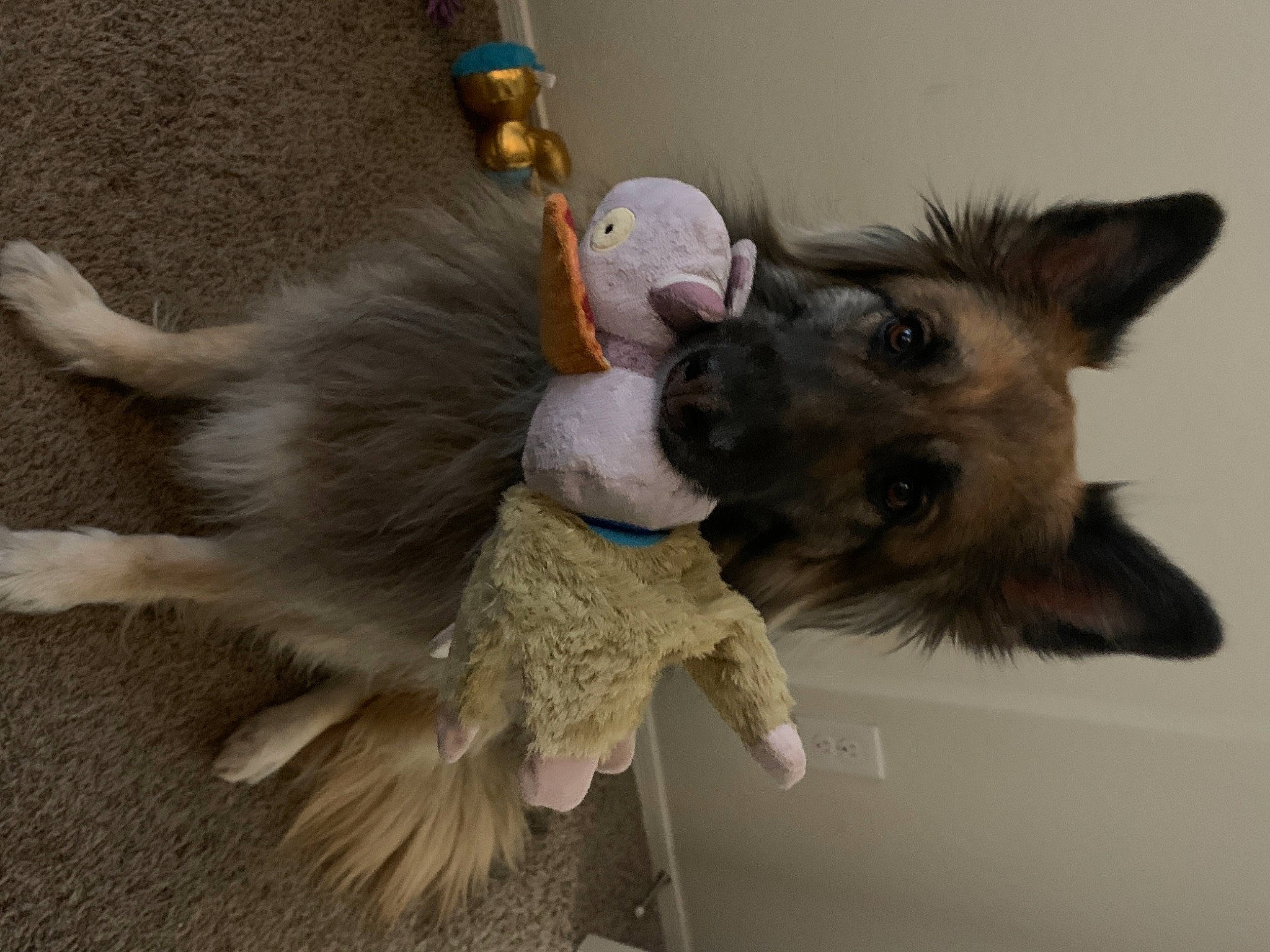 Ziva joined the competition — help win amazing prizes! beige, canidae, carnivore, companion_dog, dog, dog_breed, dog_supply, fawn, fur, german_shepherd_dog, king_shepherd, natural_material, old_german_shepherd_dog, paw, pet_supply, snout, sporting_group, stuffed_toy, vertebrate, working_animal