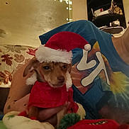 Ryder is registered to the contest to win money with this photo: dog, small_dog, santa_hat, holiday_costume, person, hand, indoor, couch, blanket, decorations, string_lights, tie_dye_shirt, red, brown, festive, cute, pet, cozy, christmas, holiday