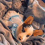 Cleo joined the competition — help win amazing prizes! dog, puppy, blanket, blue_eyes, furry, cute, pet, cozy, fabric, soft, indoors, fur, ears, resting, comfort, animal, snuggled, wearing_clothes, small, relaxed