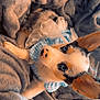Cleo is registered to the contest to win money with this photo: puppy, dog, blue_eyes, blanket, soft_texture, cute_outfit, resting, fur, ears, pet, cozy, indoor, comfort, animal, close_up, portrait, adorable, young_dog, snuggled, relaxed