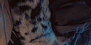 Cleo joined the competition — help win amazing prizes! animal, bed, blanket, blue_tones, cat, comfort, cozy, domestic, feline, fur, indoor, patterned, pet, quiet, relaxation, resting, sleeping, soft_lighting, striped_blanket, warm_tones