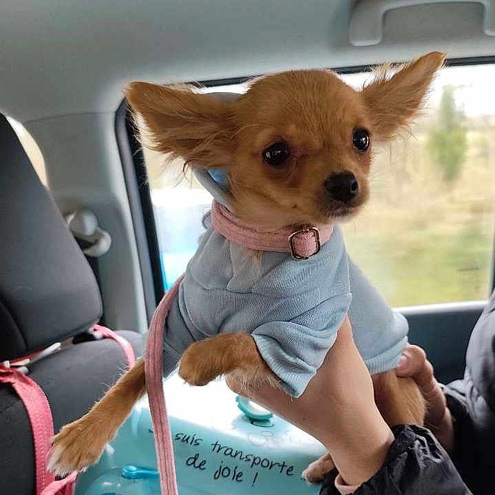 Rase-Moquette participe au concours pour gagner de l'argent avec cette photo : accessories, animal, belt, canine, car, car_interior, carseat, chihuahua, cushion, dog, face, head, homedecor, person, pet, photography, portrait, puppy, transportation, vehicle