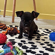 Bandit participe au concours pour gagner de l'argent avec cette photo : puppy, dog, black_dog, toy, dog_toy, indoor, floor, carpet, spotted_rug, small_dog, cute, pet, animal, playful, colorful, yellow_wall, wooden_chair, sitting, curious, young