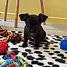 puppy, dog, black_dog, toy, dog_toy, indoor, floor, carpet, spotted_rug, small_dog, cute, pet, animal, playful, colorful, yellow_wall, wooden_chair, sitting, curious, young