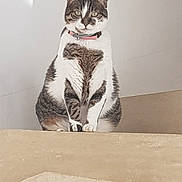 Nuage participe au concours pour gagner de l'argent avec cette photo : cat, tabby, white_fur, pet, animal, indoor, collar, sitting, ledges, stairs, curious, feline, whiskers, ears, paws, looking, calm, fur_pattern, domestic_cat, portrait