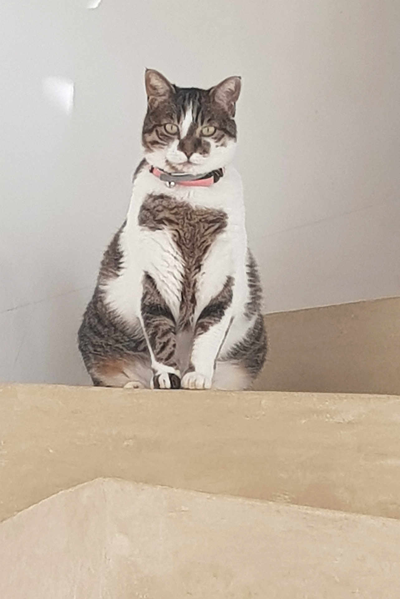Nuage participe au concours pour gagner de l'argent avec cette photo : cat, tabby, white_fur, pet, animal, indoor, collar, sitting, ledges, stairs, curious, feline, whiskers, ears, paws, looking, calm, fur_pattern, domestic_cat, portrait