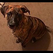 Lil Rex is registered to the contest to win money with this photo: dog, brindle, pet, animal, carpet, indoor, sitting, looking_up, curious, canine, fur, ears, tail, brown, black, domestic_animal, mammal, companion, friend, cute