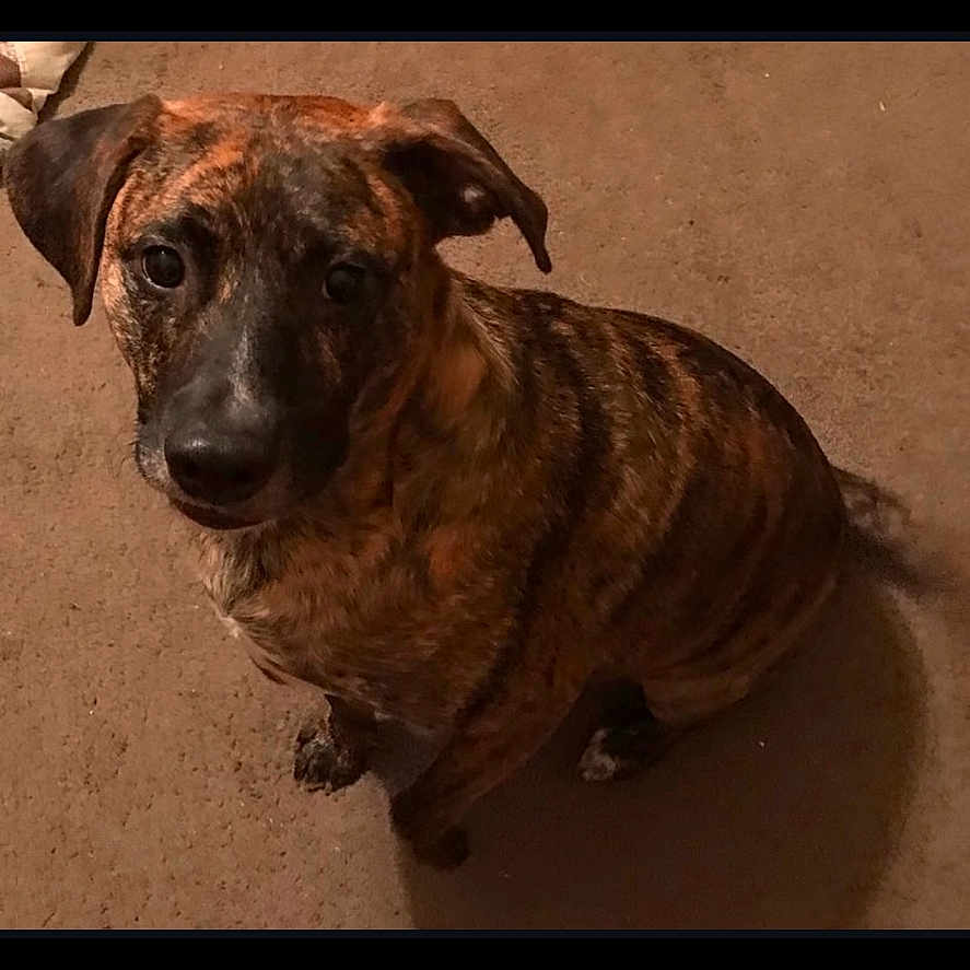 Lil Rex is registered to the contest to win money with this photo: animal, black, brindle, brown, canine, carpet, companion, curious, cute, dog, domestic_animal, ears, friend, fur, indoor, looking_up, mammal, pet, sitting, tail