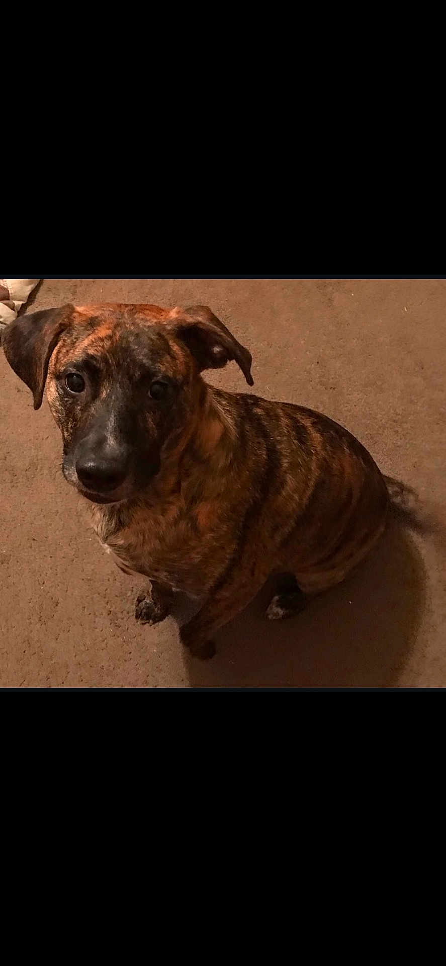 Lil Rex