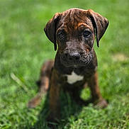 Cal joined the competition — help win amazing prizes! animal, brindle, canine, closeup, cute, daylight, dog, ears, eyes, face, fur, grass, nature, outdoor, pet, portrait, puppy, sitting, snout, young