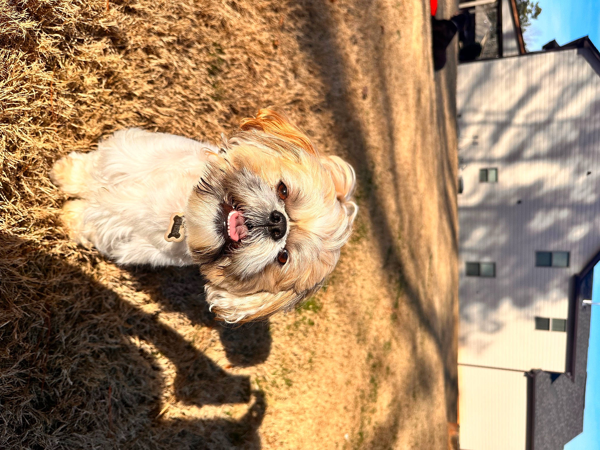Rambo is registered to the contest to win money with this photo: building, canidae, carnivore, collar, companion_dog, dog, dog_breed, dog_collar, fawn, fur, landscape, leash, plant, shadow, sky, sporting_group, sunglasses, tree, wood, working_animal