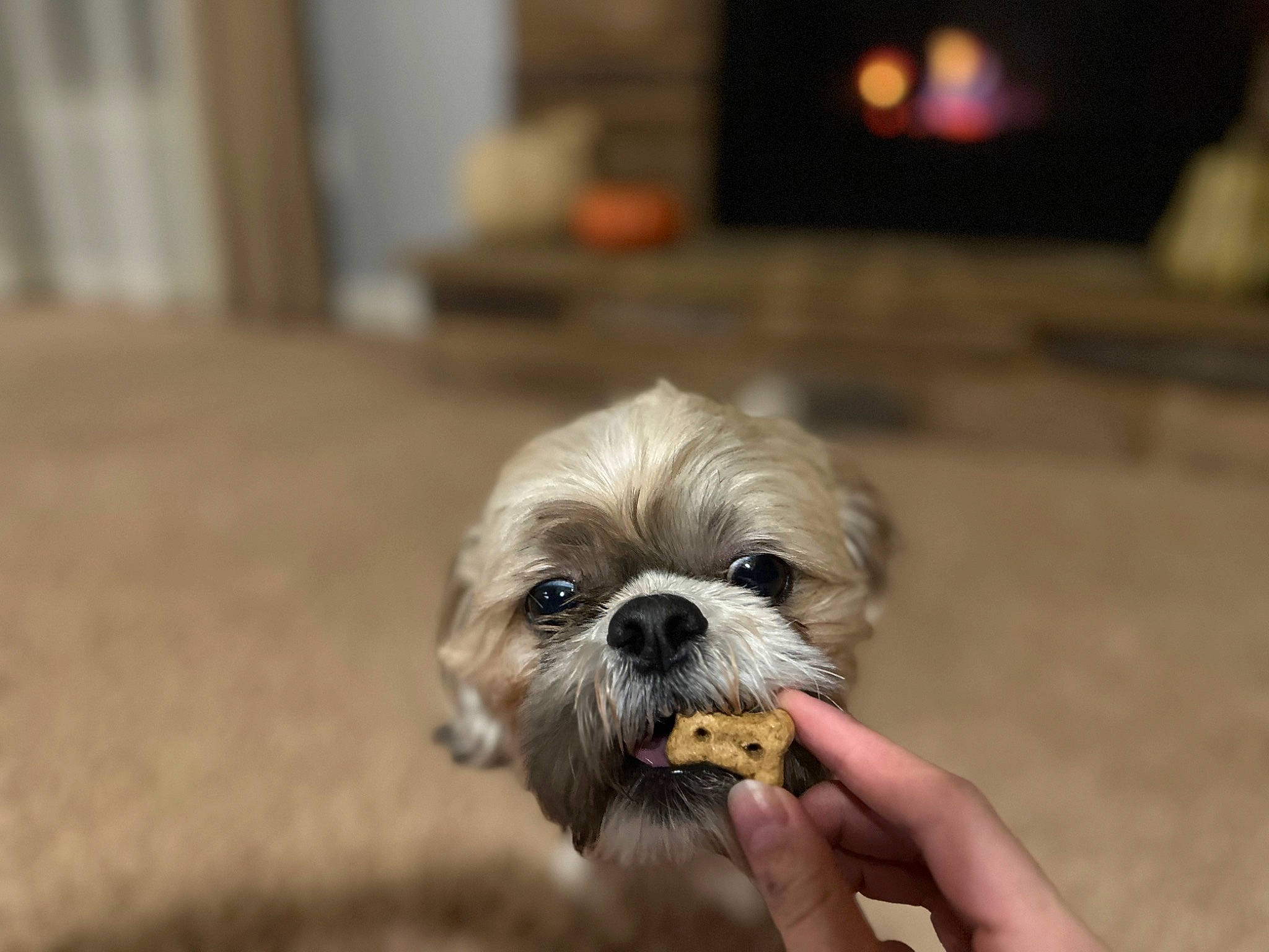 Rambo is registered to the contest to win money with this photo: canidae, carnivore, companion_dog, dog, dog_breed, fawn, fur, liver, mal_shi, maltepoo, pekapoo, poodle_crossbreed, shih_poo, shih_tzu, small_terrier, snout, sporting_group, terrier, toy_dog, working_animal