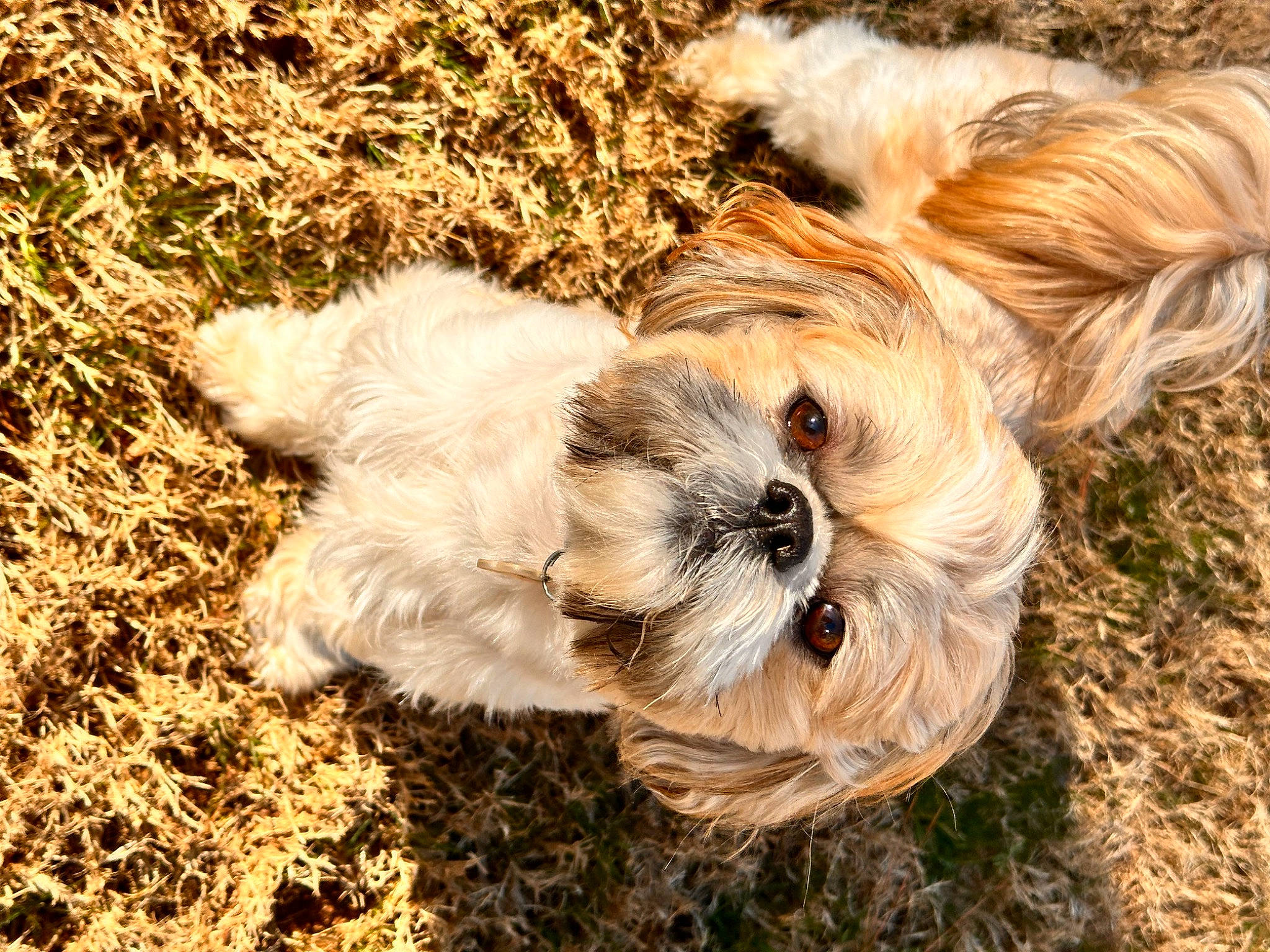 Rambo joined the competition — help win amazing prizes! canidae, carnivore, companion_dog, dog, dog_breed, fawn, fur, grass, liver, maltepoo, puppy_love, shih_tzu, small_terrier, snout, soil, sporting_group, terrestrial_animal, terrier, toy_dog, working_animal