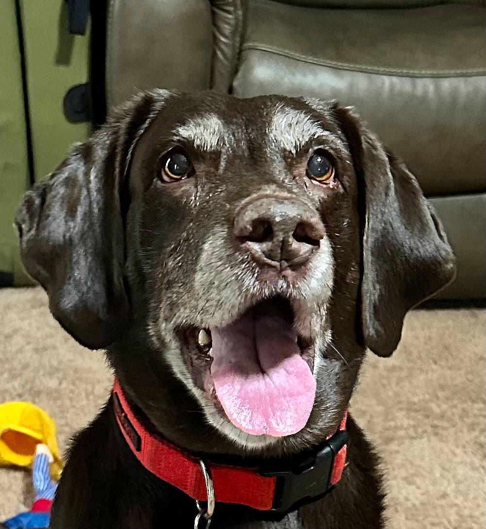 Cocoa joined the competition — help win amazing prizes! borador, canidae, carnivore, collar, companion_dog, dog, dog_breed, dog_collar, fang, fashion_accessory, fawn, fur, gun_dog, leash, liver, pet_supply, snout, sporting_group, whiskers, working_animal