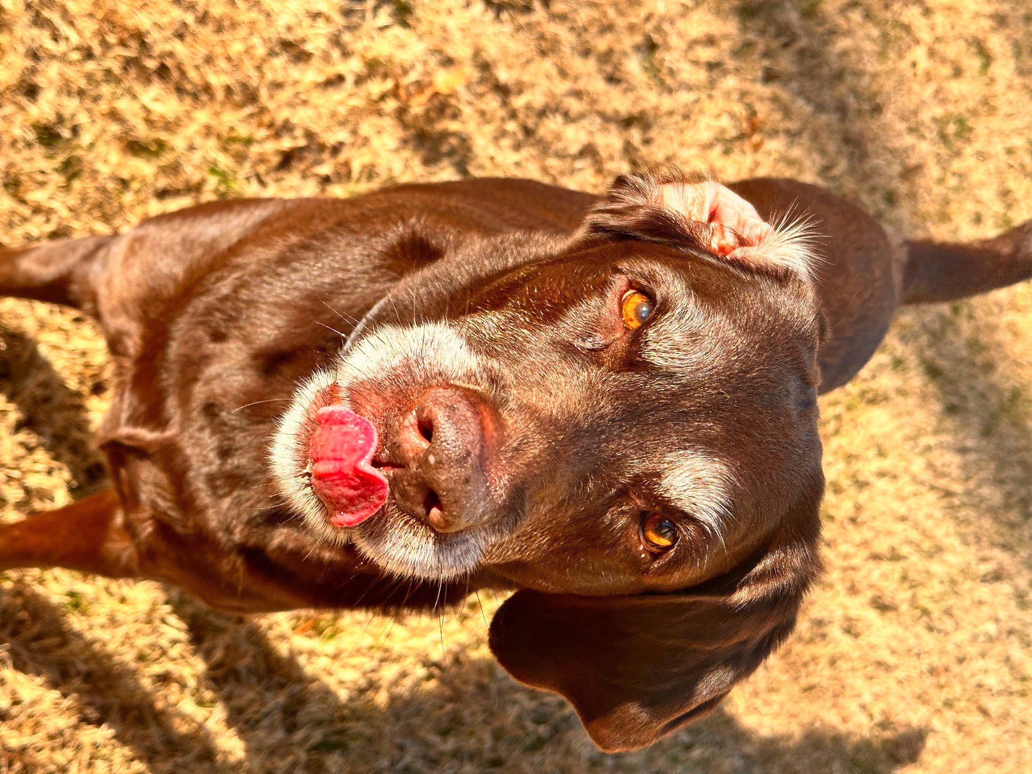 Cocoa is registered to the contest to win money with this photo: borador, canidae, carnivore, close_up, collar, dog, dog_breed, fawn, gun_dog, hunting_dog, liver, snout, sporting_group, terrestrial_animal, whiskers, working_animal