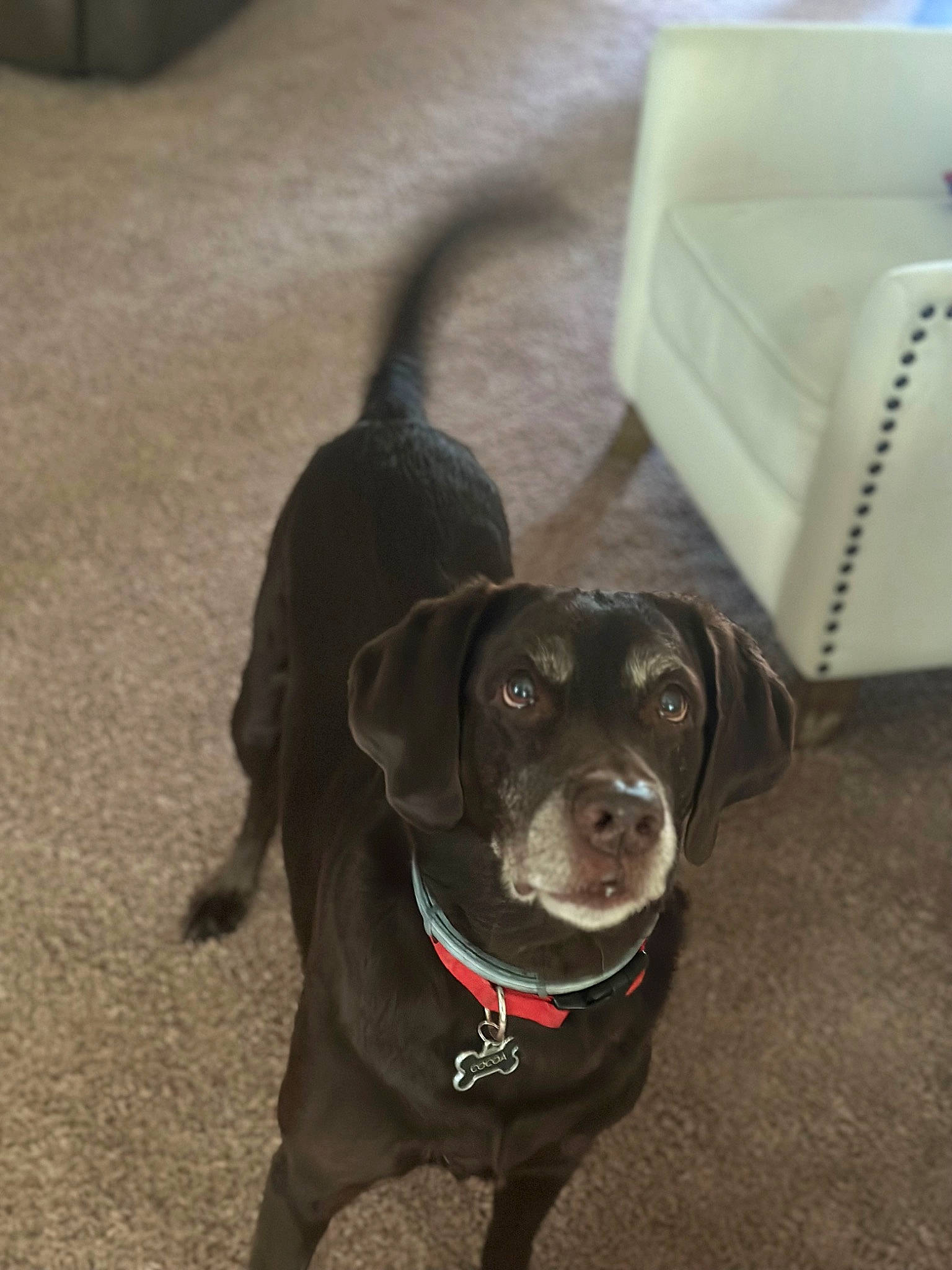 Cocoa joined the competition — help win amazing prizes! borador, carnivore, collar, companion_dog, dog, dog_breed, dog_collar, flooring, fur, guard_dog, gun_dog, leash, liver, non_sporting_group, pet_supply, snout, sporting_group, tail, whiskers, working_animal