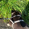 dog, black_and_white_dog, harness, leash, outdoors, grass, tall_grass, vegetation, sunlight, nature, walking, sniffing, animal, pet, canine, back_view, park, path, greenery, portrait