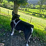 Marcus joined the competition — help win amazing prizes! dog, black_and_white_dog, harness, leash, outdoor, countryside, landscape, green_fields, hills, valley, farmhouse, trees, grass, fence, sunny, scenic, rural, nature, walking, back_view