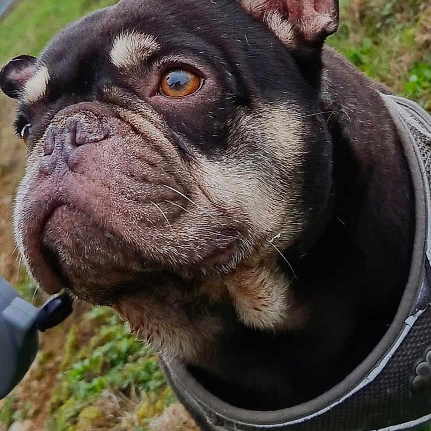 Marcus joined the competition — help win amazing prizes! dog, french_bulldog, pet, animal, black_and_tan, wrinkled_face, large_ears, brown_eyes, harness, outdoor, grass, field, fence, countryside, portrait, close_up, standing, grumpy, funny, photography
