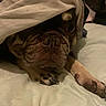 dog, bulldog, pet, sleeping,  sleepy, blanket, bed, indoor, closeup, portrait, wrinkles, muzzle, paw, brown_fur, canine, cozy, resting, cute, dim_lighting, bedding