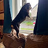 Marcus joined the competition — help win amazing prizes! dog, pet, animal, standing, window, indoors, living_room, sofa, cushions, curtains, home, looking_outside, profile, short_hair, brown_fur, black_fur, daylight, outdoor_view, watching, funny_pose