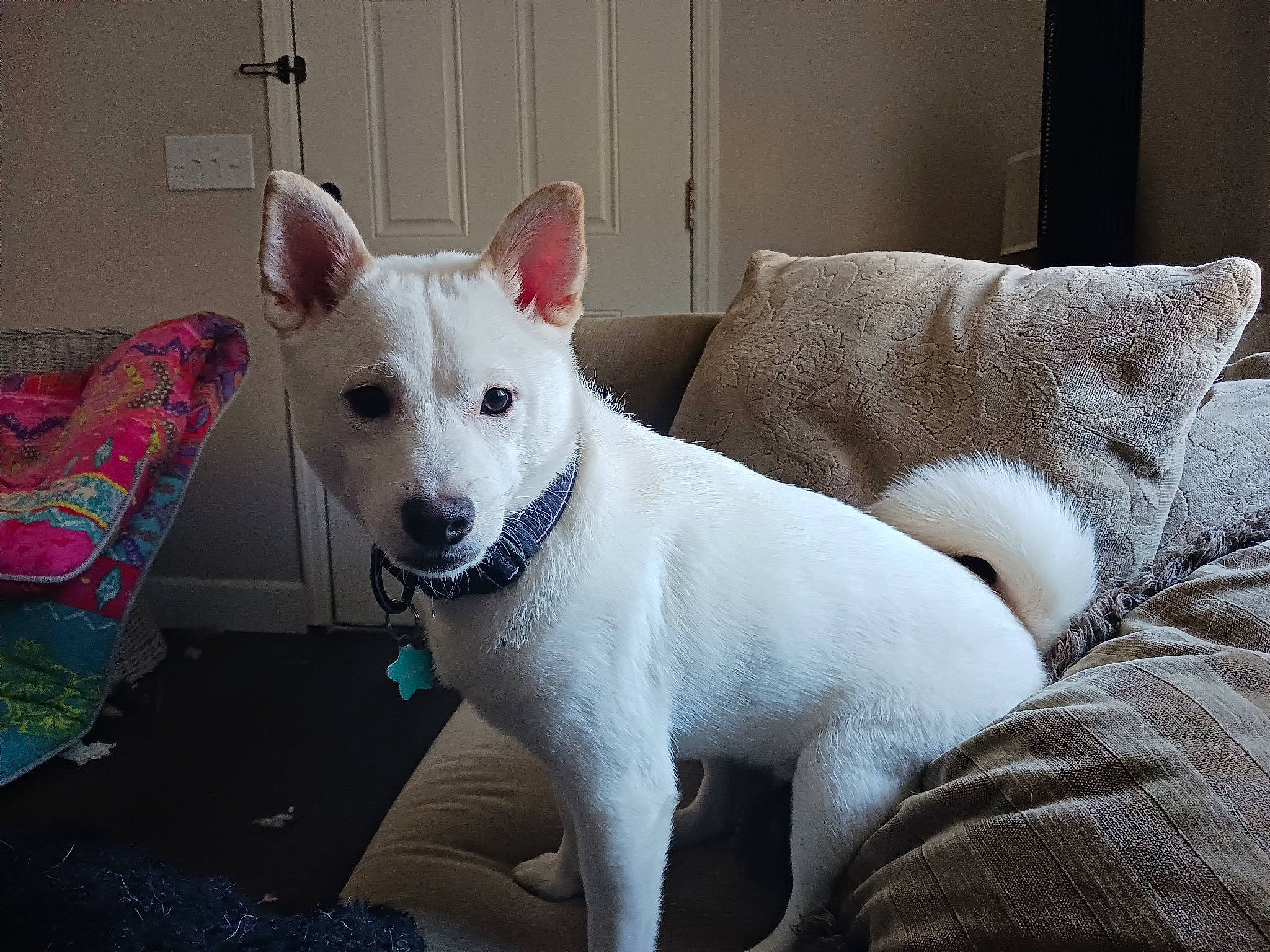 Calcifer joined the competition — help win amazing prizes! canidae, carnivore, collar, comfort, companion_dog, couch, dog, dog_breed, fawn, felidae, linens, paw, snout, sporting_group, tail, terrestrial_animal, terrier, throw_pillow, whiskers, working_animal