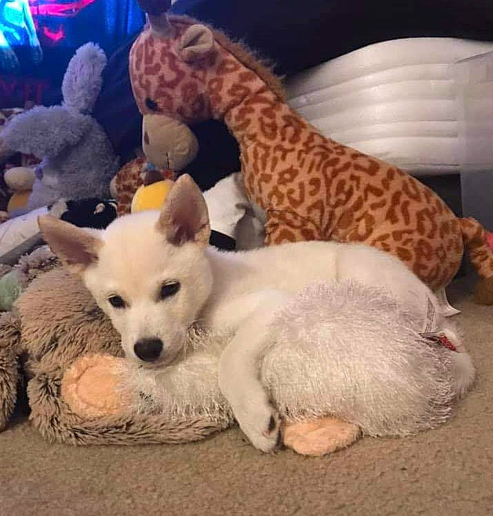 Calcifer joined the competition — help win amazing prizes! canidae, carnivore, cat, dog, dog_breed, fawn, felidae, fur, mammal, nose, puppy, tail, vertebrate, whiskers