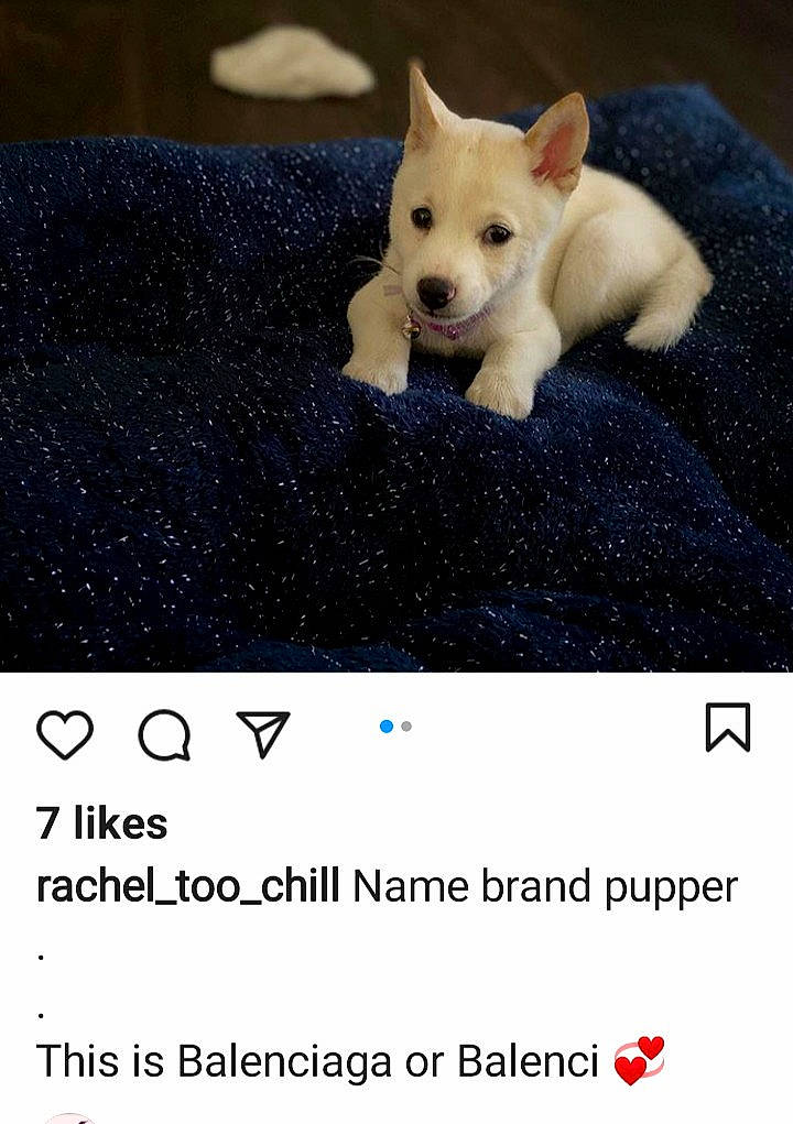 Belanciaga joined the competition — help win amazing prizes! berger_blanc_suisse, canidae, carnivore, companion_dog, dog, dog_breed, ear, korean_jindo_dog, mammal, non_sporting_group, nose, photo_caption, photography, puppy, vertebrate, white_shepherd