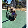 Pennie is registered to the contest to win money with this photo: dog, small_dog, poodle, swing, playground, outdoor, sunny, green_surface, pet, animal, cute, purple_clothing, leash, daytime, park, fence, trees, shadow, play, fun