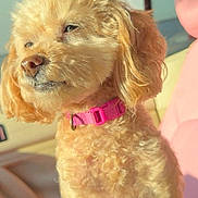 Pennie is registered to the contest to win money with this photo: dog, poodle, apricot, curly_fur, pink_collar, car_interior, sunlight, pet, cute, fluffy, animal, portrait, window, seat, sitting, domestic_animal, canine, furry, closeup, indoor