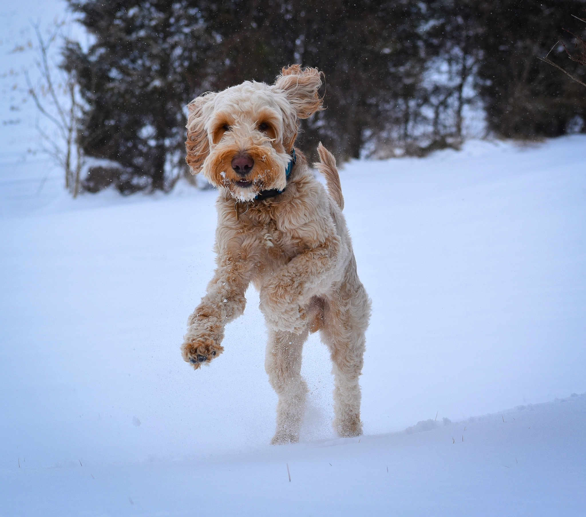 Murphy