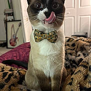 Leia joined the competition — help win amazing prizes! cat, siamese, bow_tie, tongue_out, licking, pet, animal, indoor, blanket, leopard_print, furniture, painting, guitar, cozy, cute, whiskers, ears, fur, sitting, expression
