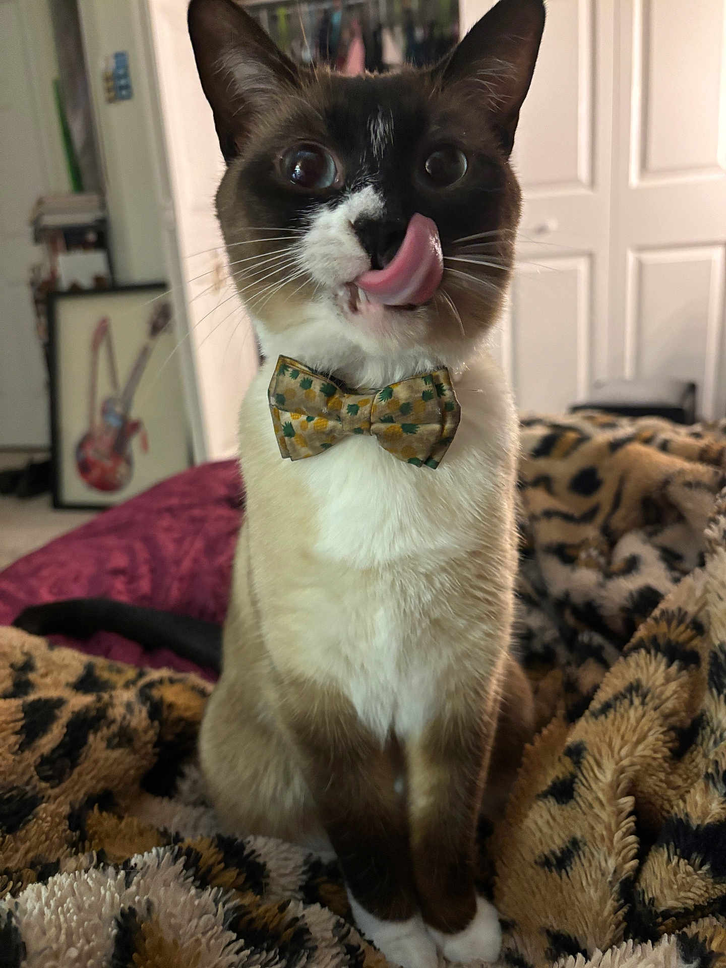 Leia joined the competition — help win amazing prizes! cat, siamese, bow_tie, tongue_out, licking, pet, animal, indoor, blanket, leopard_print, furniture, painting, guitar, cozy, cute, whiskers, ears, fur, sitting, expression