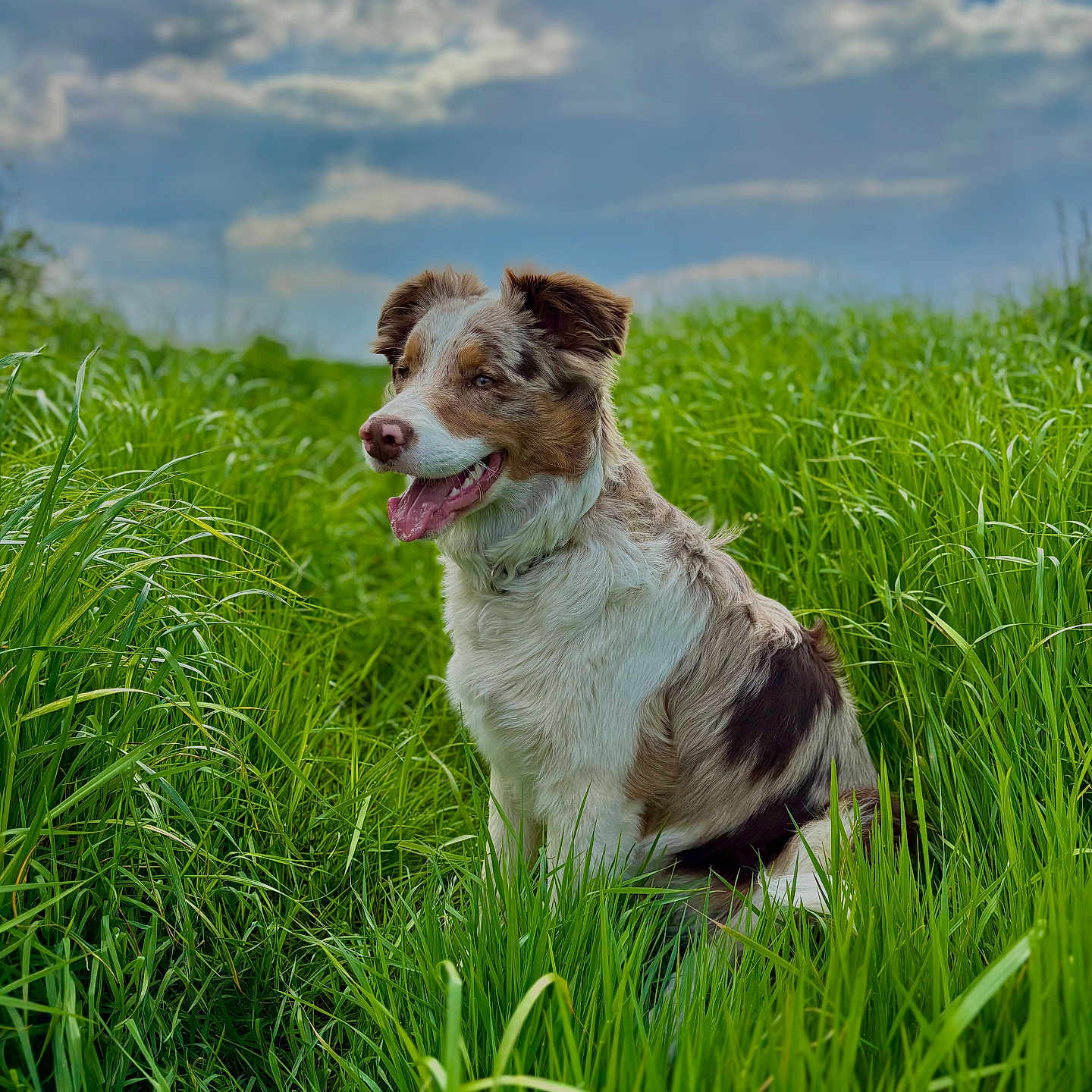 Koda a rejoint le concours — aidez-le/la à gagner de superbes lots ! animal, canine, clouds, cute, daylight, dog, ears, field, fur, grass, greenery, happy, landscape, merle, nature, outdoor, pet, sitting, sky, tongue