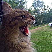 Mr. Kat is registered to the contest to win money with this photo: alert, animal, cat, closeup, daytime, feline, fluffy, forest, fur, grass, mouth_open, nature, outdoor, pet, profile, tongue, trees, whiskers, wildlife, window