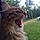 Mr. Kat