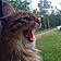 Mr. Kat