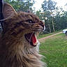 alert, animal, cat, closeup, daytime, feline, fluffy, forest, fur, grass, mouth_open, nature, outdoor, pet, profile, tongue, trees, whiskers, wildlife, window