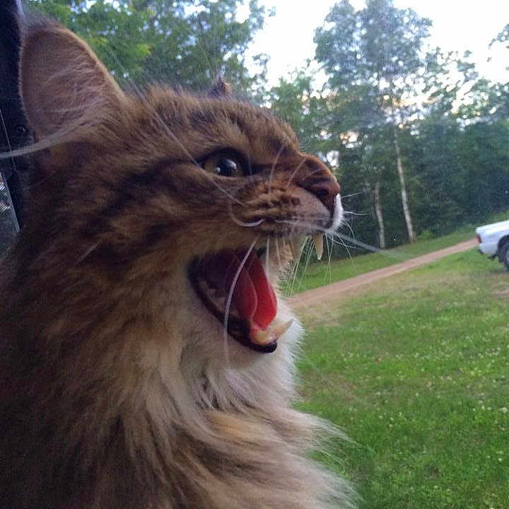Mr. Kat