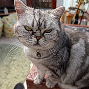 Rosie is registered to the contest to win money with this photo: cat, gray_tabby, indoor, close_up, feline, pet, fur, whiskers, carved_wood, furniture, living_room, blurred_background, serious_expression, green_eyes, natural_light, sitting, domestic_animal, cozy, focused, animal_portrait