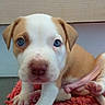 puppy, dog, young_dog, white_and_brown, blue_eyes, floppy_ears, close_up, portrait, animal, pet, canine, nose, paws, pink_nose, sitting, blanket, indoor, cute, adorable, camera_facing