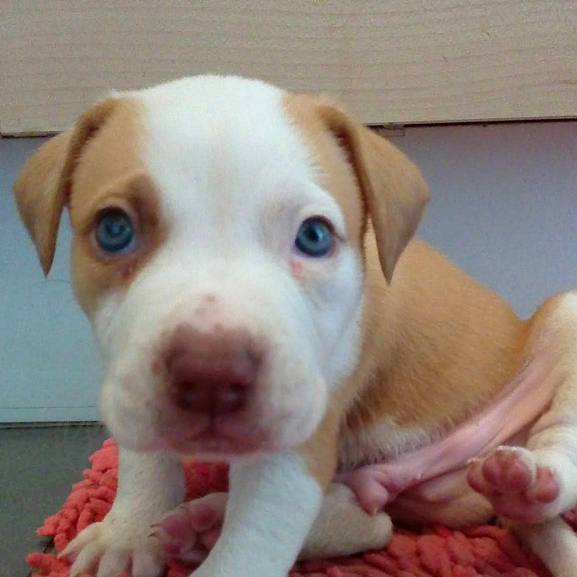 Niska participe au concours pour gagner de l'argent avec cette photo : puppy, dog, young_dog, white_and_brown, blue_eyes, floppy_ears, close_up, portrait, animal, pet, canine, nose, paws, pink_nose, sitting, blanket, indoor, cute, adorable, camera_facing