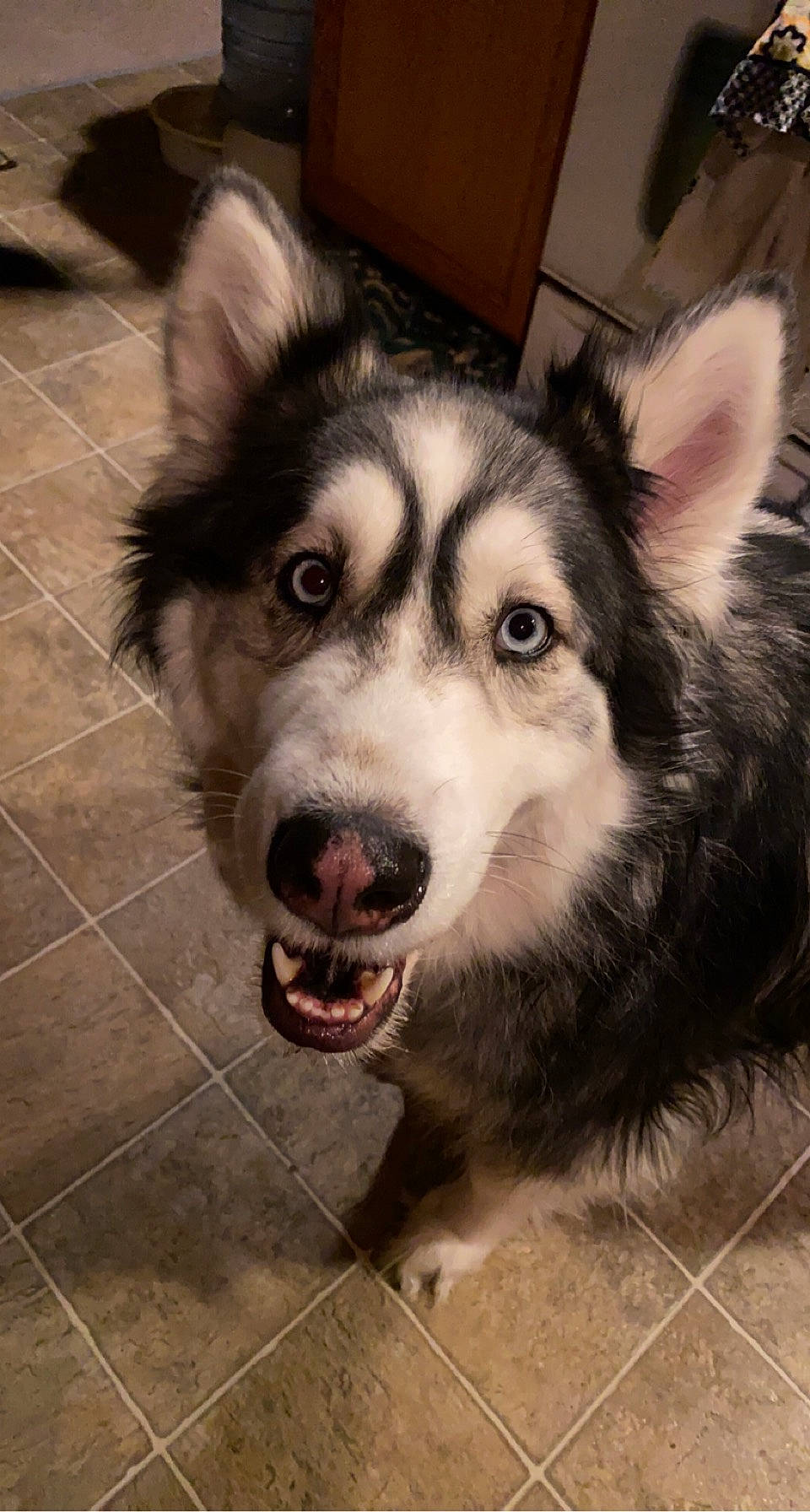 Kenai